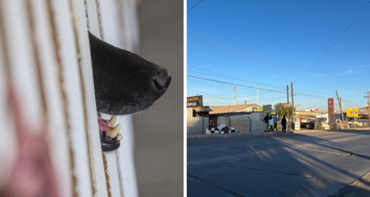 adulto mayor es atacado por perros