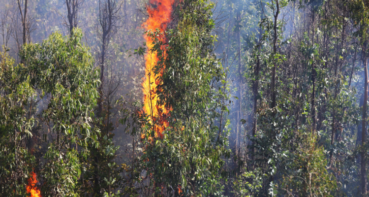agricultor incendio forestal