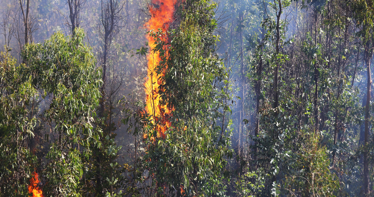 agricultor incendio forestal