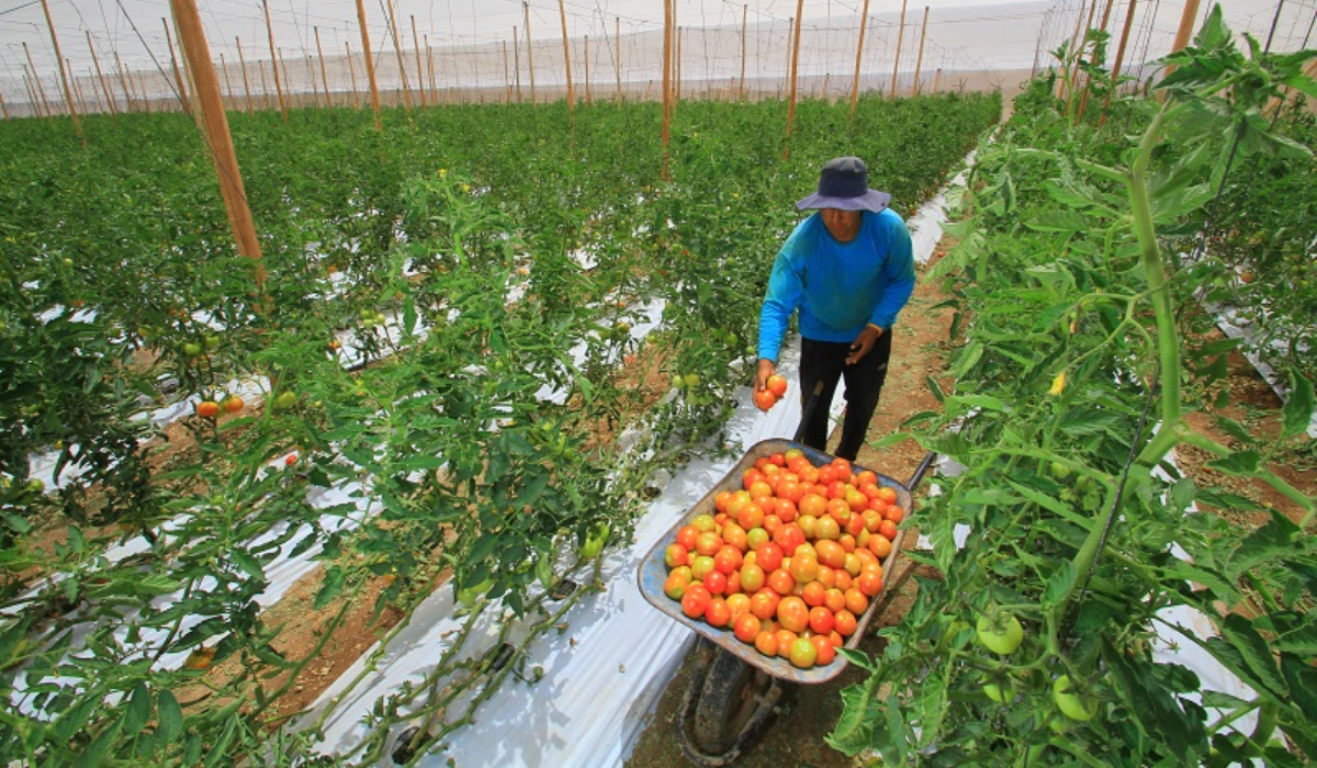 Agricultura familiar campesina