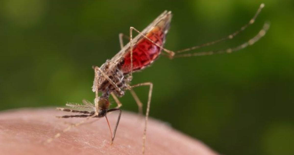 Minsal decreta Alerta Sanitaria en 7 regiones por mosquito transmisor de Fiebre Amarilla, el Dengue, Chikungunya, Zica y Malaria.