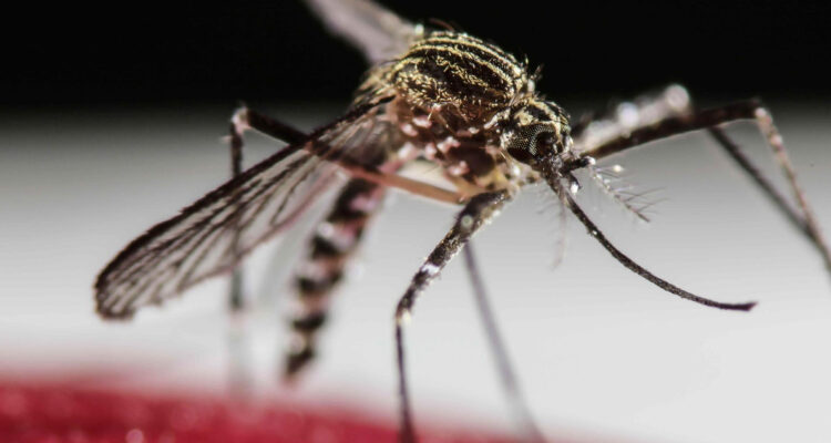 Expertos piden preparar al sistema ante Alerta Sanitaria por mosquitos transmisores de Dengue y Zika