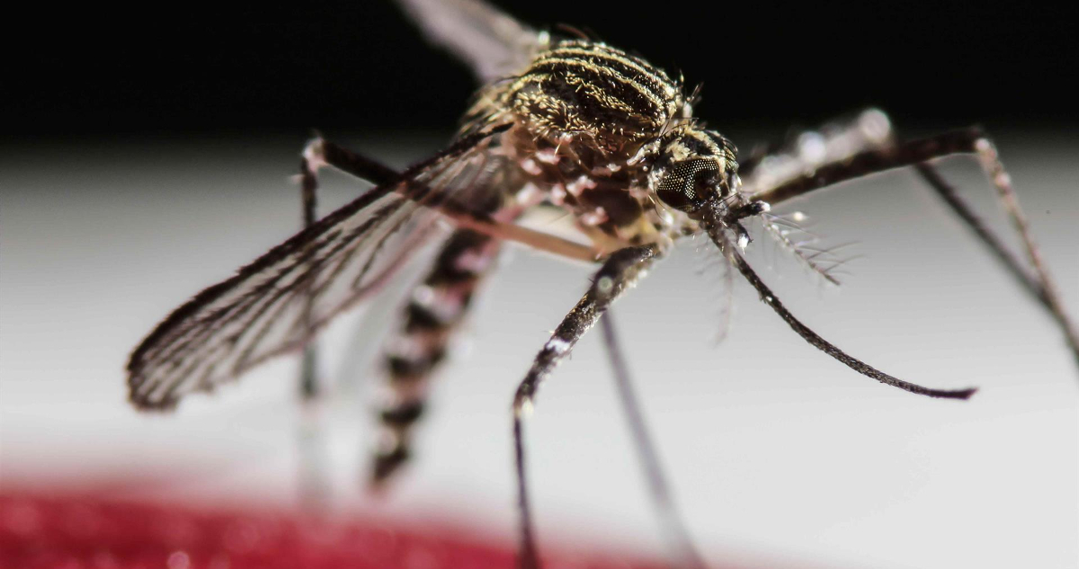 Expertos piden preparar al sistema ante Alerta Sanitaria por mosquitos transmisores de Dengue y Zika