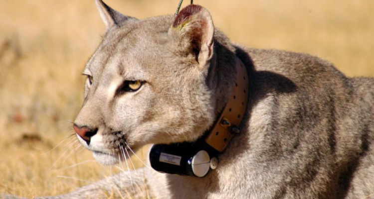 ataque de puma a perro