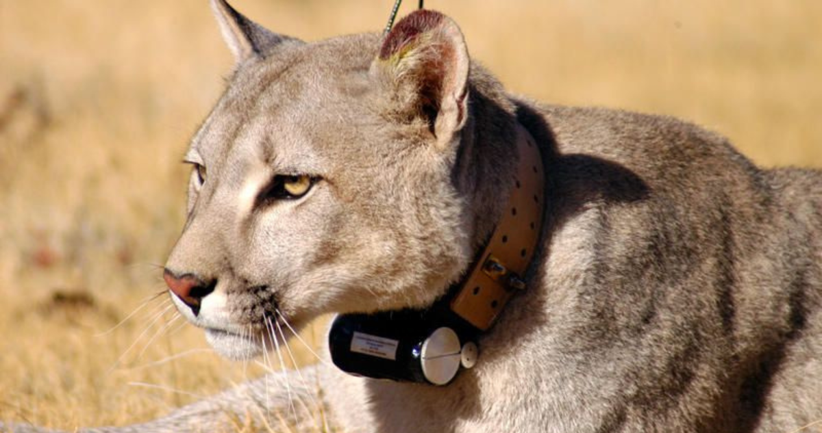 ataque de puma a perro