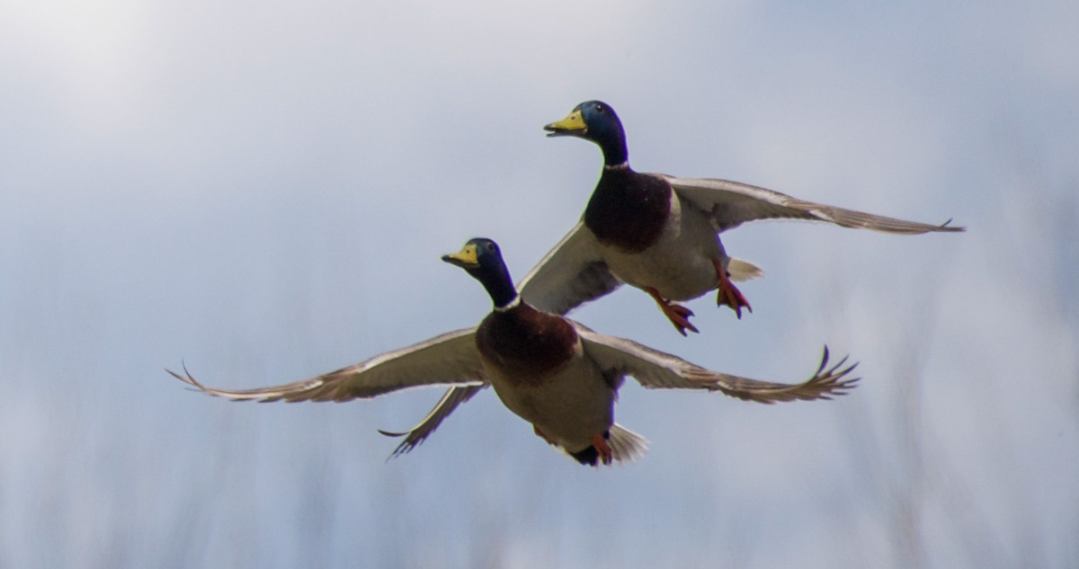 Confirman que el cambio climático está afectando a las aves migratorias
