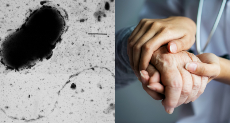 Fotografía de la bacteria Desulfovibrio (izquierda) que podría desencadenar Parkinson según estudio finlandés y foto de adulto mayor en referencia a la enfermedad