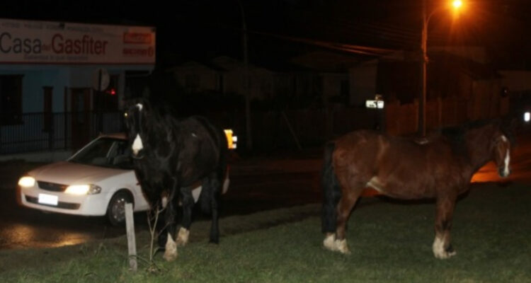 Denuncian matanza de caballos y faenamiento irregular para comerlos en Punta Arenas