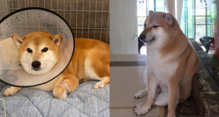 Cheems enfrenta complejo estado de salud