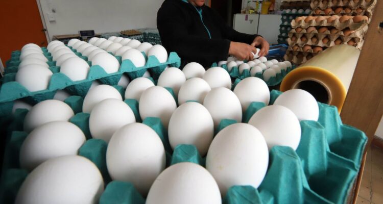 Chilehuevos pide al gobierno proteger los más de 17 mil puestos de trabajo afectados por gripe aviar La Comisión de Agricultura del Senado sesionó de manera especial para analizar en detalle los efectos de la gripe aviar en el país, momento que el a Asociación de Productores de Huevos, Chilehuevos, pidio al Gobierno proteger los más de 17 mil puestos de trabajos afectados por la crisis sanitaria. En la instancia, en la que participó el ministro de Agricultura, Esteban Valenzuela y la subsecretaria de salud pública, Andrea Albagli, estuvieron presentes los presidentes de la Asociación de Exportadores de Carnes de Chile, Chilecarne y de Productores de Huevos, Chilehuevos. En particular, Ignacio Correa, presidente de Chilehuevos, solicitó al Ejecutivo compensaciones y acceso a seguros para enfrentar la crisis y así proteger los 7 mil puestos de trabajo directos y 10 mil indirectos que aporta el sector, así como también para garantizar el abastecimiento de huevos. Cuña MAT CUÑA CORREA GRIPE AVIAR.mp3 Además, explicó que como consecuencia de la influenza aviar, se ha tenido que sacrificar más de 850 mil aves, lo que conlleva un 5% menos de producción para el resto del año. Dicha merma se suma a las registradas en 2022, cuando por el alza del dólar y las materias primas, la producción de huevos bajó en 5,4%. Es decir que en dos años, Chile pasó de producir 248 per cápita, a 224 huevos anuales a nivel nacional. De igual manera, los representantes de los exportadores y productores de productos avícolas, insistieron en el reforzamiento de bioseguridad por medio de una estrategia nacional de vacunación para estar protegidos frente a futuros eventos. Respecto a este tema, el ministro de Agricultura, Esteban Valenzuela, fue cauto en referirse a la inoculación para aves con la vacuna H5N2, debido a su poca efectividad a nivel internacional, destacando que esperarán los resultados de la reunión de la Organización Mundial de Sanidad Animal, donde se analizará la efectividad de la vacuna. MAT CUÑA MINISTRO GRIPE AVIAR.mp3 El senador DC, Iván Flores, presidente de la instancia, relevó la importancia de combatir la problemática con fluidez. MAT CUÑA FLORES GRIPE AVIAR.mp3 Cabe destacar, que se han destinado más de 200 millones de pesos adicionales por parte del Gobierno en planes de reforzamiento para hacer frente a la problemática y de esta manera aminorar el impacto de la gripe aviar en el país.