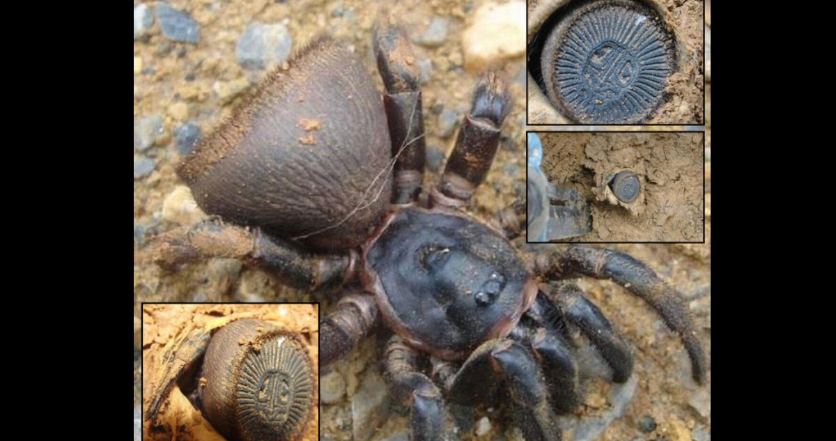 Cyclocosmia