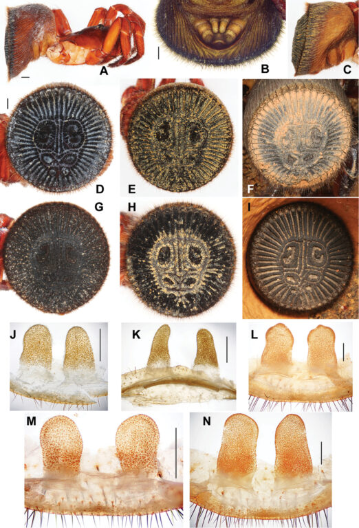 Cyclocosmia