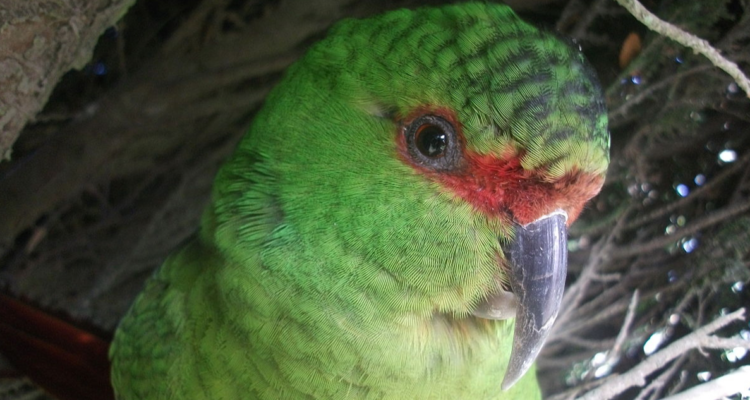 Detectan tres casos de influenza aviar en loros Choroy en sector de Panguipulli