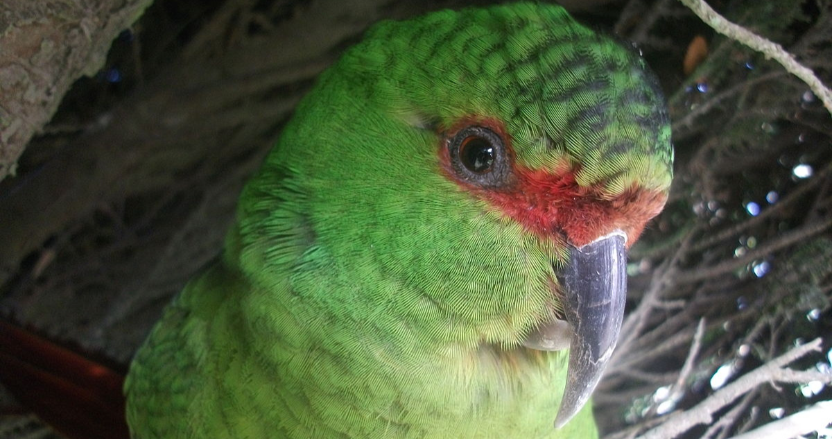 Detectan tres casos de influenza aviar en loros Choroy en sector de Panguipulli