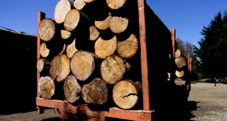 Detenidos por robo de madera en región de Los Lagos