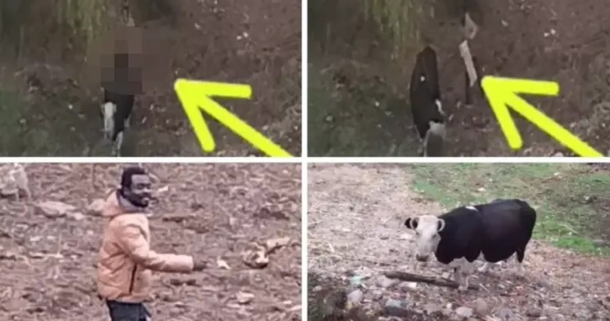 “Peligro para la sociedad”: denuncian que ciudadano haitiano abusó sexualmente de una vaca en Curicó.