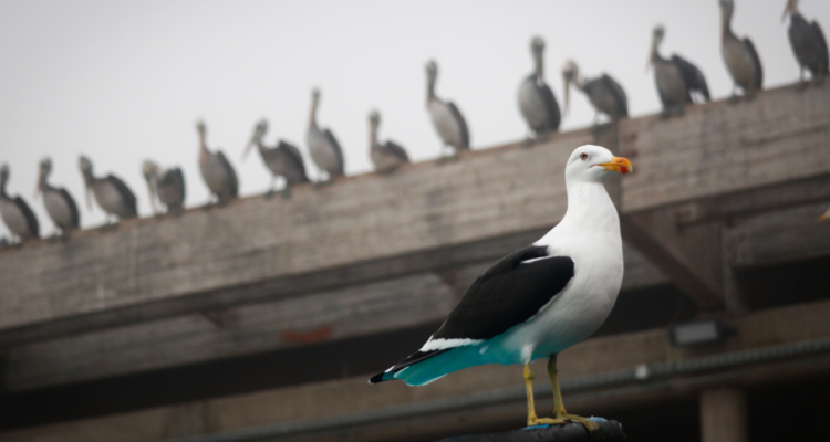 SAG confirma primer caso de gripe aviar en la provincia de Arauco en una gaviota de playa Llico.