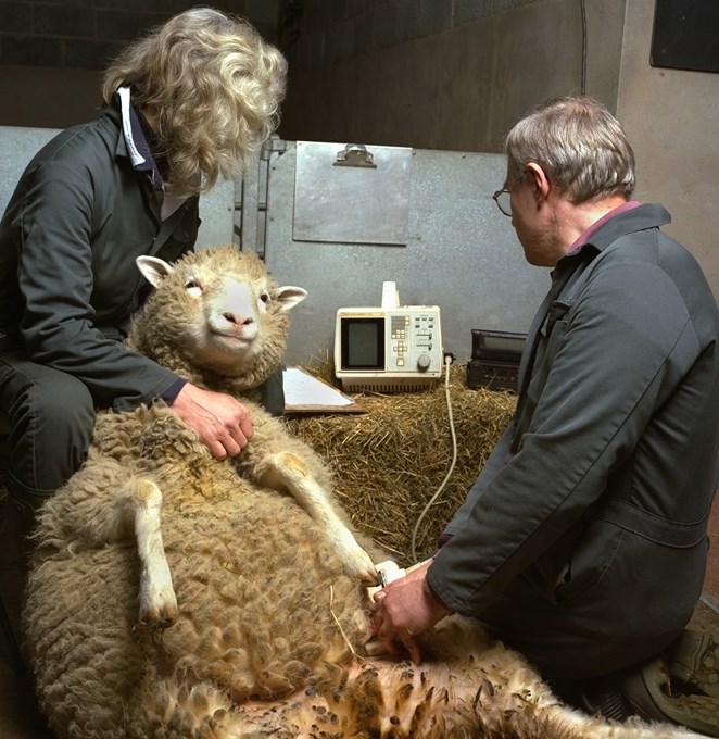 Dolly the sheep undergoing an ultrasound during pregnancy. 
