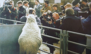 Dolly the Sheep in front of the press around the world. 