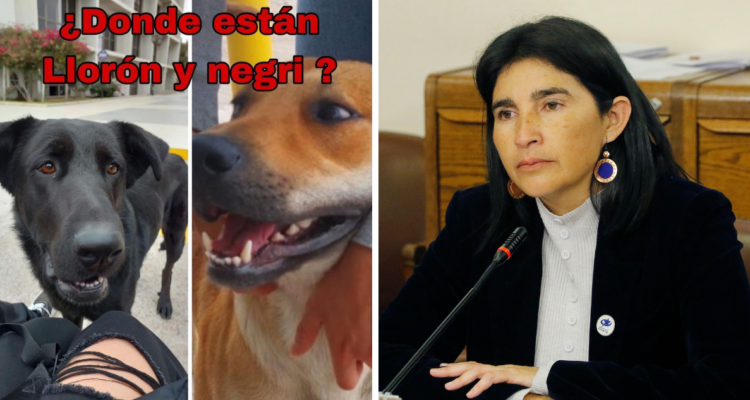 dos perros para clase de anatomía