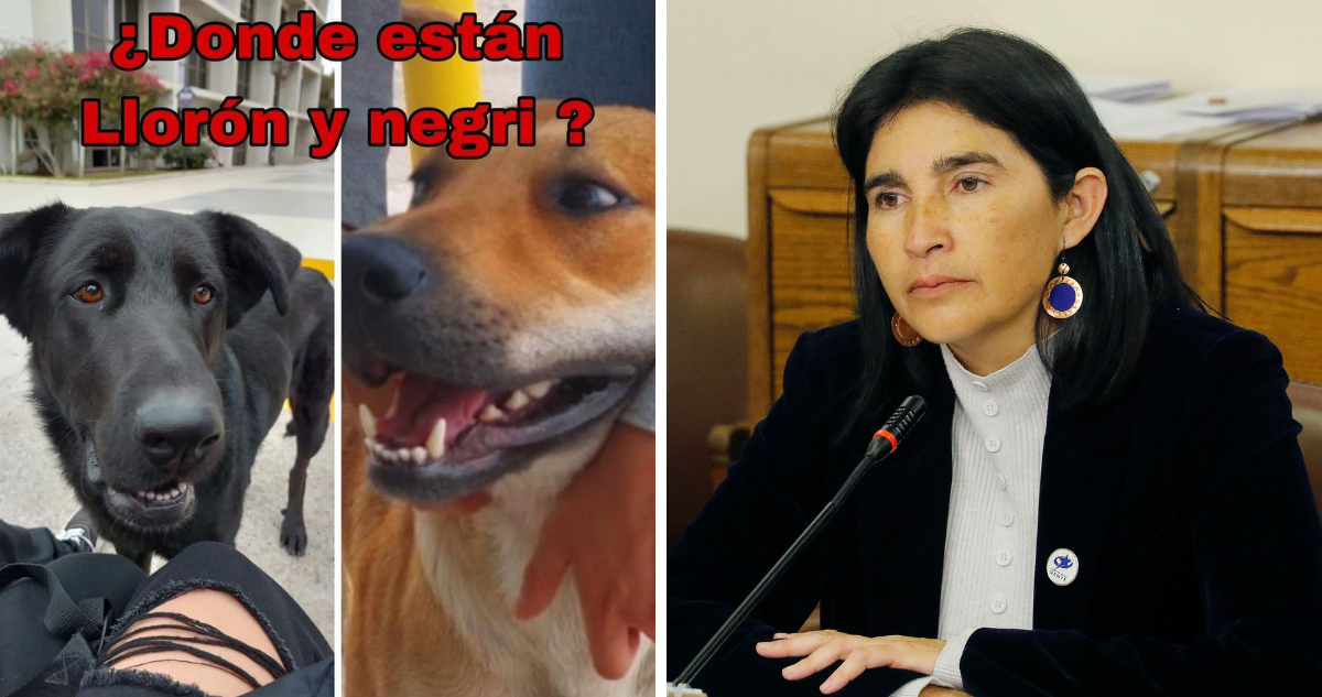 dos perros para clase de anatomía