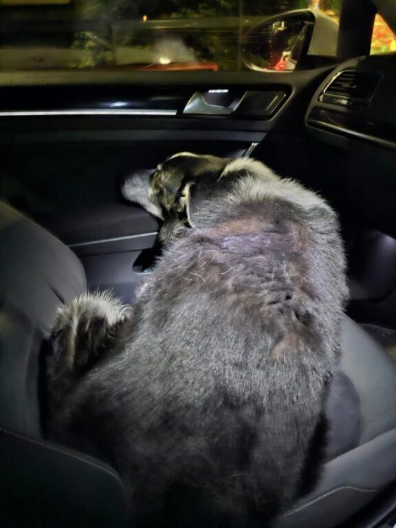 El perro Ted a salvo dentro del auto
