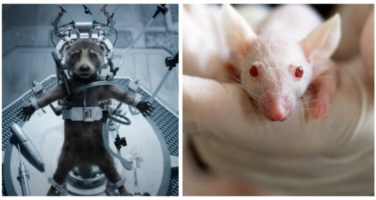 Una captura de Guardians of the Galaxy Vol. 3 y un ratón de laboratorio.
