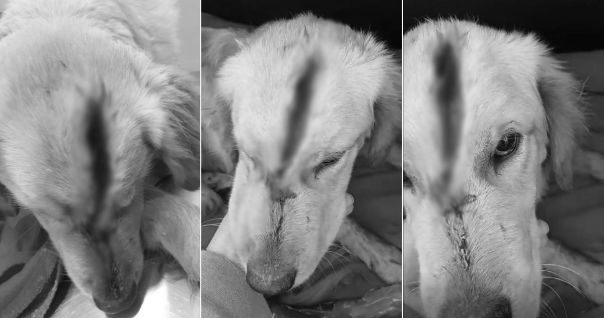 Sujetos amarran a perro y le parten la cabeza con un hacha en Río Negro: animal sobrevivió al maltrato