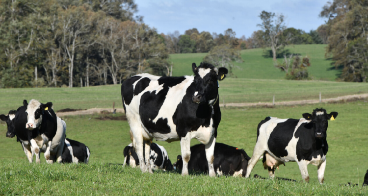 Gremio lechero arremete contra jornada laboral de 40 horas