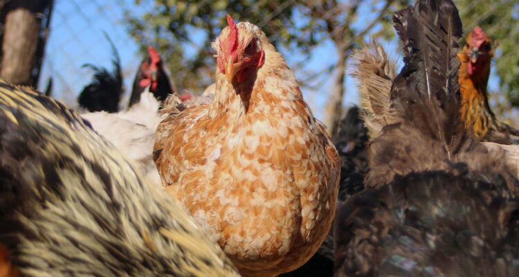 Gobierno destaca que van 10 días sin registro de nuevos casos de gripe aviar en planteles avícola