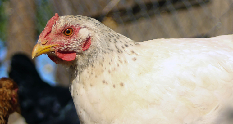 gripe aviar La Araucanía