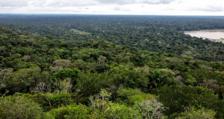Hallan vivos a cuatro niños en la selva colombiana tras accidente aéreo sobrevivieron comiendo frutos