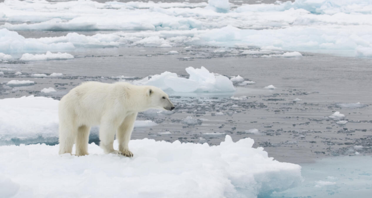 El “círculo vicioso” del calentamiento global: ¿Por qué se derrite tan rápido el hielo en el mundo?