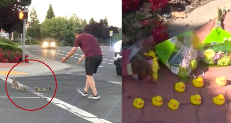Hombre muere atropellado mientras ayudaba a una familia de patitos