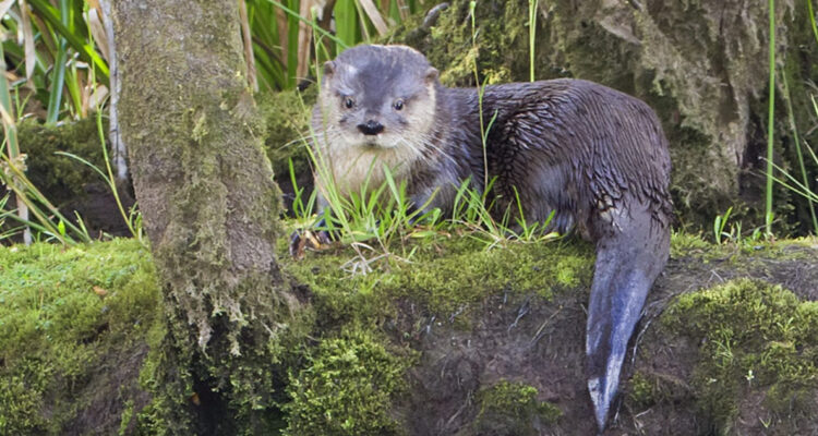 Confirman nueva especie marina afectada por influenza aviar: Huillín da positivo en Magallane