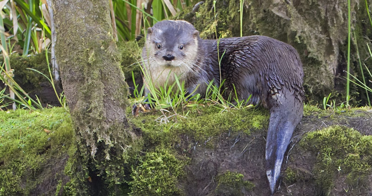 Confirman nueva especie marina afectada por influenza aviar: Huillín da positivo en Magallane
