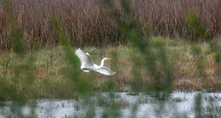 humedales urbanos Bío Bío