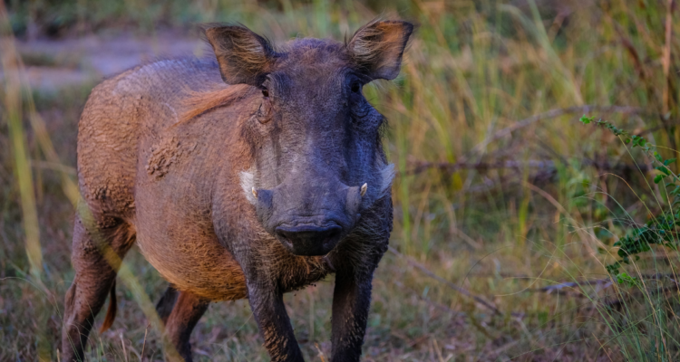 Jabalí en referencia al hombre que murió luego de ser confundido con uno