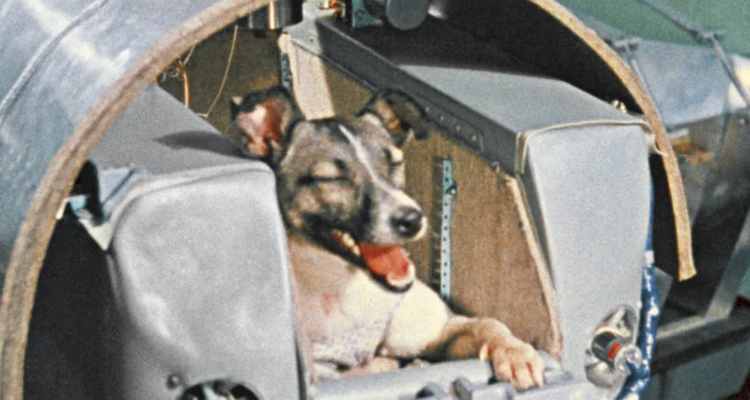 Laika, la perrita.