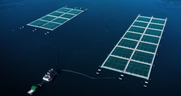 Ley SBAP: la discusión sobre el proyecto de áreas protegidas que moviliza a la industria salmonera