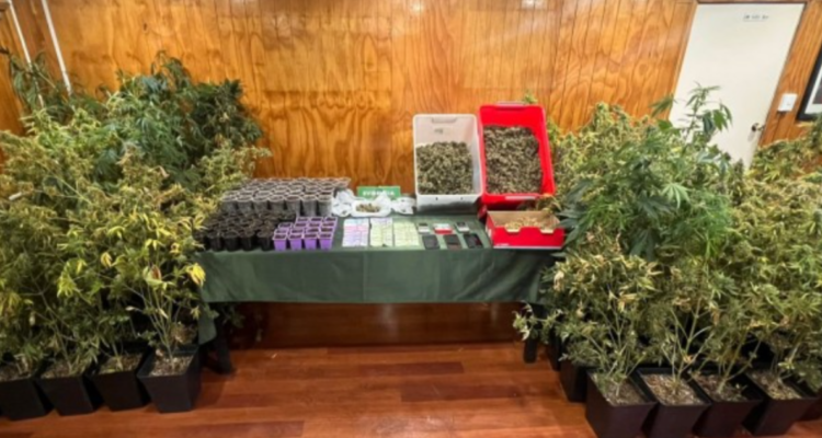 Marihuana cerca de jardín infantil
