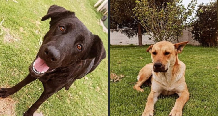 matanza perros Universidad del Alba