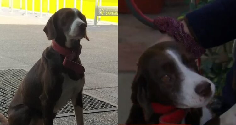 “Milo”, el perro de Maipú que esperaba en local de votación, ya está en su casa