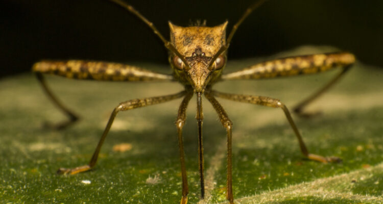 Un equipo de investigadores descubrió que usar un jabón específico puede ayudar a reducir las picaduras de mosquitos.