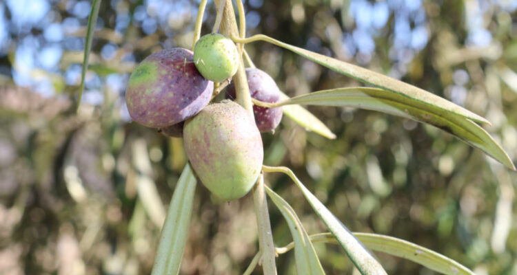Jóvenes olivicultoras lideran recambio generacional