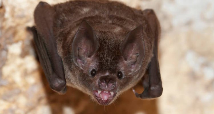 Presencia de murciélagos en escuela de Valdivia tiene a alumnos hace 4 semanas sin clases presenciales