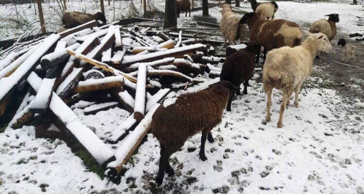 Senapred mantiene alerta temprana preventiva para Bío Bío y temen por “viento blanco” en cordillera