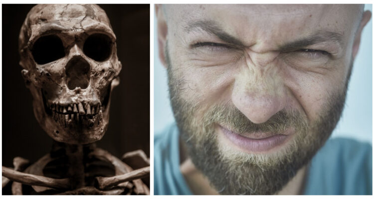 Una nariz humana y un cráneo neandertal.