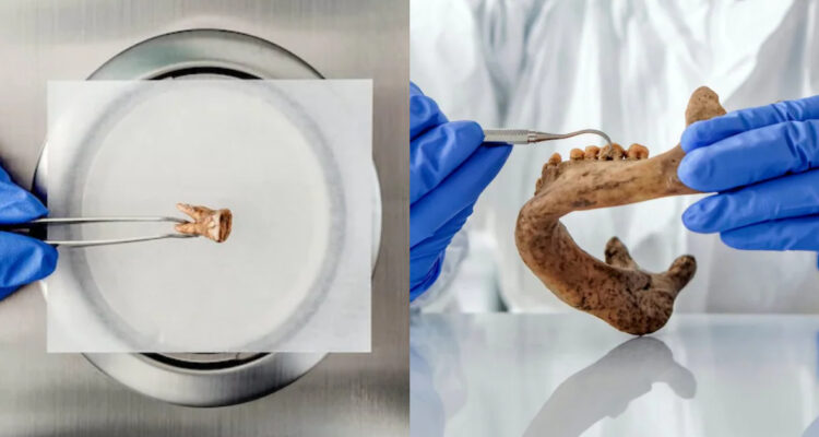 Reviven bacteria de los neandertales