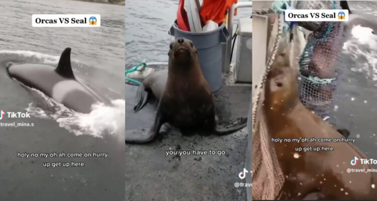 Mujer queda acorralada por orcas que estaban cazando, ¿qué hacer en estos casos?